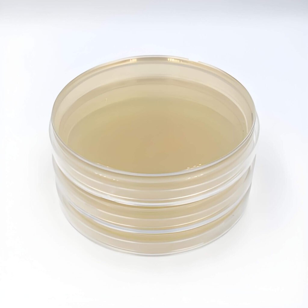 agar plate